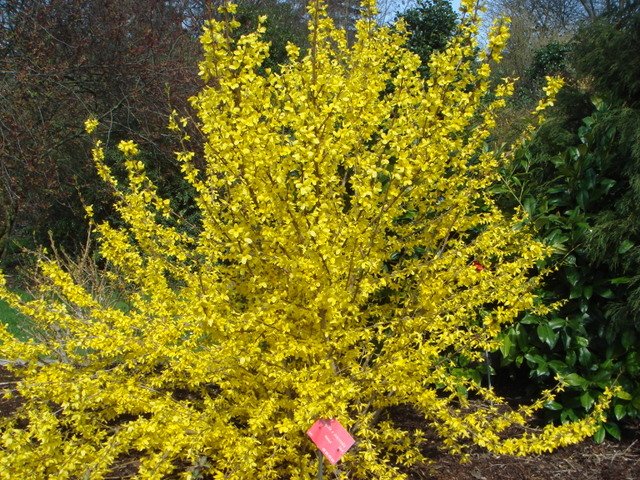 Forsythia x intermedia 'Melissa'